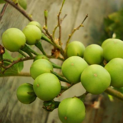 Imagem de Chá De Jurubeba Casca Rasurada Solanum Paniculatum L 100 Gramas