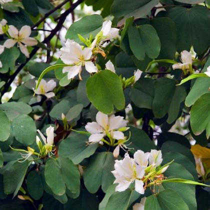 Imagem de Chá de Pata de Vaca - Bauhinia Spp - 100g