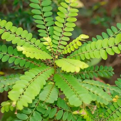 Imagem de Chá De Quebra Pedra 100 Natural Qualidade Superior - 100G