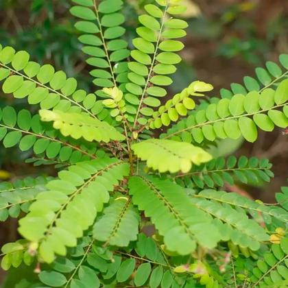 Imagem de Chá de Quebra Pedra - Phyllanthus niruri L. - 100g