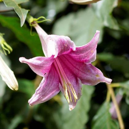 Imagem de Chá de Quina Quina - Murta do Mato - Coutarea hexandra - 100g