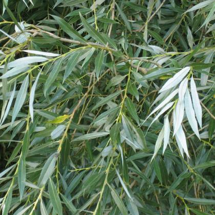 Imagem de Chá de Salgueiro Branco - Folhas - 50g