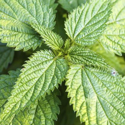 Imagem de Chá de Urtiga em Pó Urtiga Dioica L. 100g