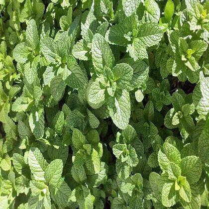 Imagem de Chá Leão Hortelã Em Sachê 10g C 10un Kit 2