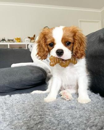 Imagem de Chew Toy Nylabone Puppy Twin Pack Teething G-Small/Petite