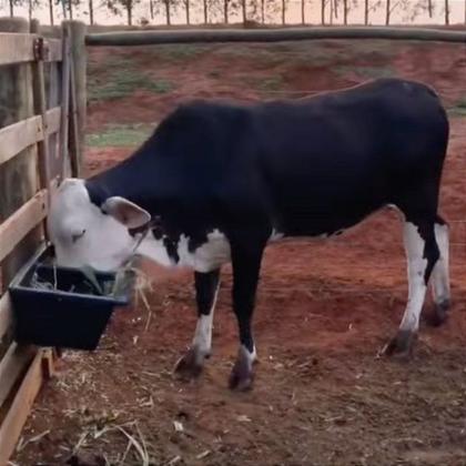 Imagem de Cocho Comedouro Duplo 30 Litros Bezerro Vacas Ovelhas Cavalo