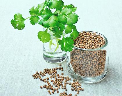 Imagem de Coentro Orgânico em Pó 40g Kampo de Ervas - Semente moída