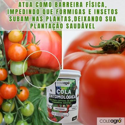 Imagem de Cola Entomológica Captura de Insetos Para Monitoramento de Insetos 500g  Barreira de Formigas