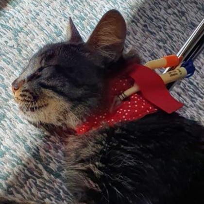Imagem de Colar Contenção De Sonda Esofágica Para Gatos