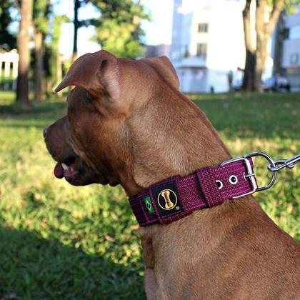 Imagem de Coleira Cachorro Grande Pit Bull + Guia 80cm (amarelo) Fit