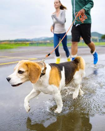 Imagem de Coleira de cachorro Lanwandeng Long Reflective para treinar nylon