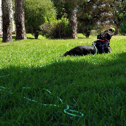 Imagem de Coleira Dog Tie-Out Long Tether Rope BTINESFUL 3,7 m para cães