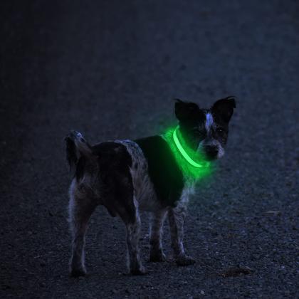 Imagem de Coleira LED para cães MASBRILL Night Light recarregável à prova d'água