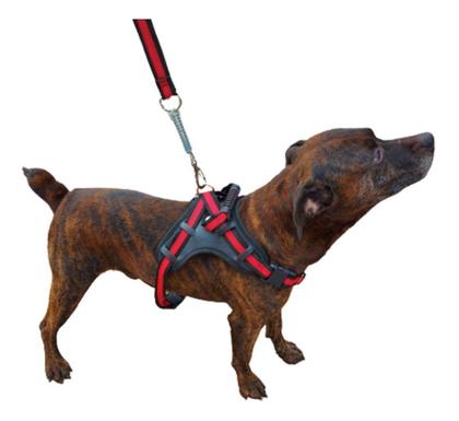 Imagem de Coleira Peitoral Personalizada Pit Bull Pet 