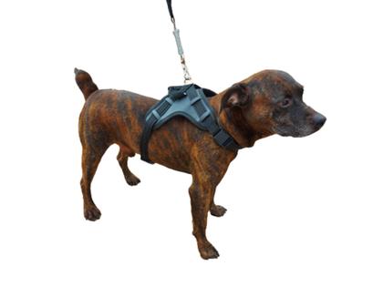 Imagem de Coleira Peitoral Personalizada Pit Bull Pet 