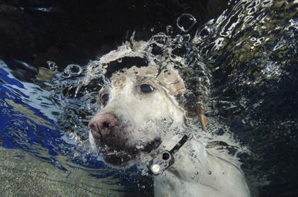 Imagem de Coleira Resistente à Água High Tech Pet Micro Sonic 5 MS-5