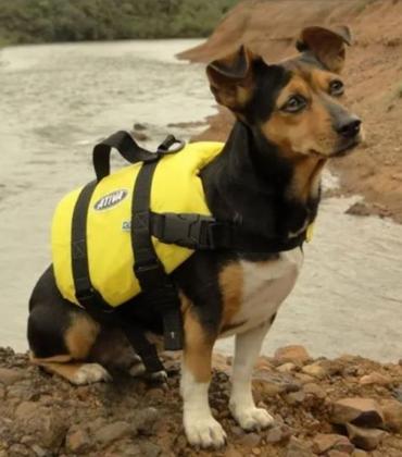 Imagem de Colete Salva Vidas Ativa Pet