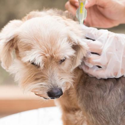 Imagem de Combo 3un Fiprolex Antipulgas Carrapatos Ceva Cães até 10Kg