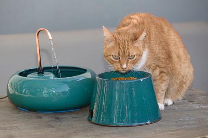 Imagem de Comedouro Elevado Para Gatos Em Cerâmica RR4Pets Verde