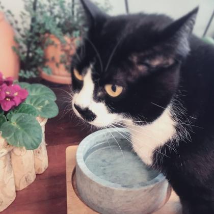 Imagem de Comedouro Individual Rústico Elevado de Madeira Pedra Sabão Cachorro Gatos