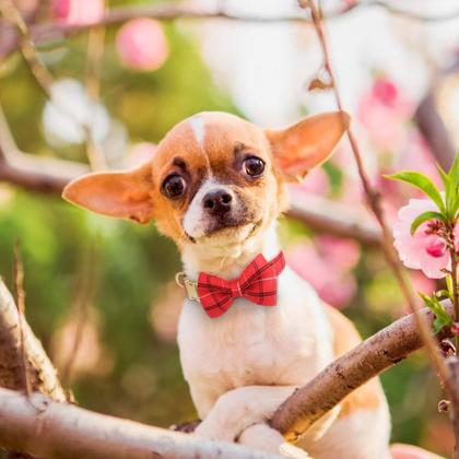 Imagem de Conjunto de coleira e coleira para cães Beirui Cute Extra Small