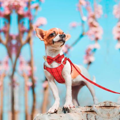Imagem de Conjunto de coleira e coleira para cães Beirui Cute Extra Small