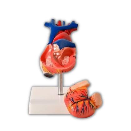 Imagem de Coração em Tamanho Natural 2 Partes - Anatomic TGD-0322