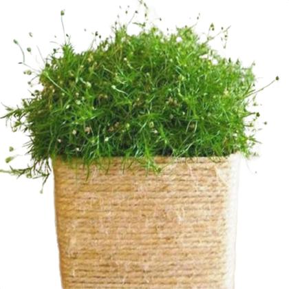 Imagem de Corda de Sisal 4mm 166 Metros Artesanato com Qualidade