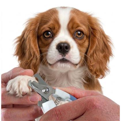Imagem de Cortador De Unhas Para Animais De Estimação Em Aço Inoxidável- Tesoura Alicate Cuidar De Cães Gatos Cuidados Com Garras