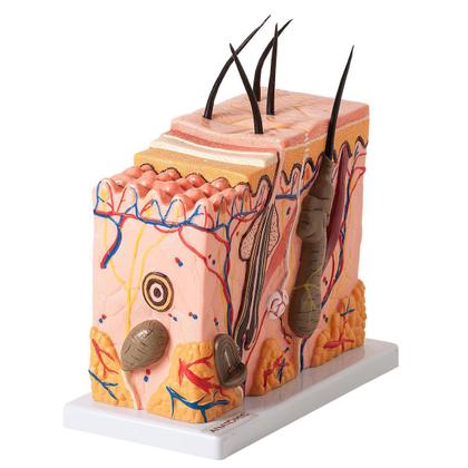 Imagem de Corte De Pele - Modelo Em Bloco Ampliado 70 X