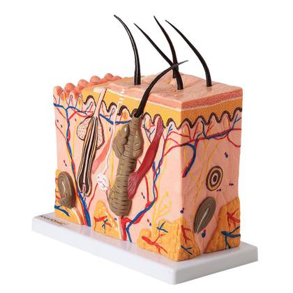 Imagem de Corte De Pele - Modelo Em Bloco Ampliado 70 X