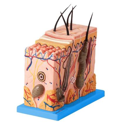 Imagem de Corte De Pele (Modelo Em Bloco Ampliado 70X)