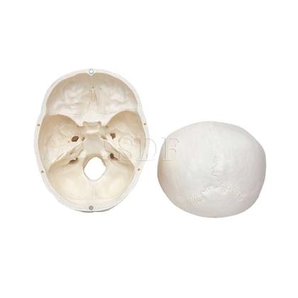 Imagem de Crânio Com Mandíbula Móvel Dividido em 5 Partes