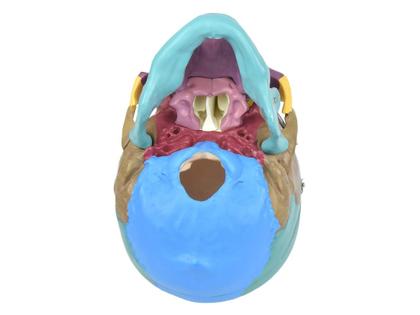Imagem de Crânio Humano Colorido em 3 Partes, Anatomia