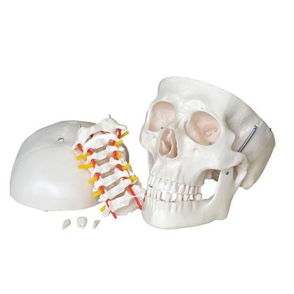 Imagem de Crânio Humano com Coluna Cervical, Anatomia