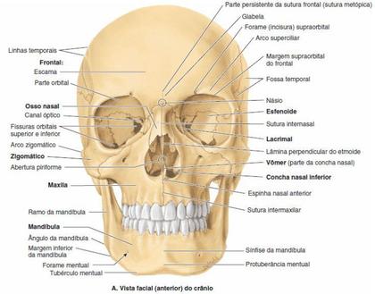 Imagem de Crânio Humano Mandíbula E Calota Móvel E 3 Dentes Móveis