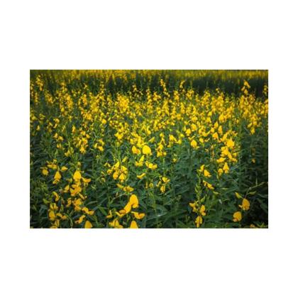 Imagem de Crotalaria Juncea 500g