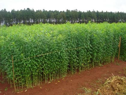 Imagem de Crotalaria Juncea Sementes 20kg