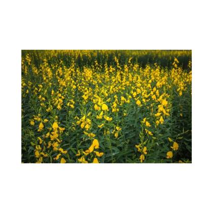 Imagem de Crotalaria Juncea Sementes 4kg