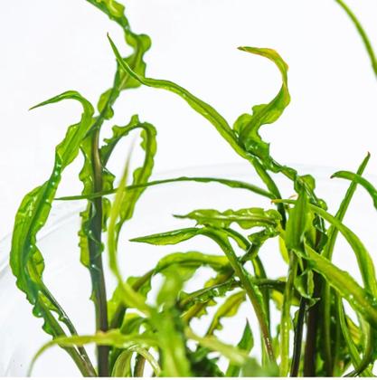 Imagem de Cryptocoryne Crispatula Var. Balansae In Vitro Aquaplante