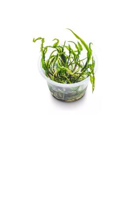 Imagem de Cryptocoryne Crispatula Var. Balansae In Vitro Aquaplante