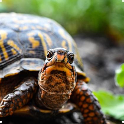 Imagem de Delta Turtle Condicionador 60ML Tartaruga Água Doce
