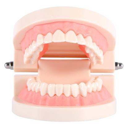 Imagem de Dentes gigantes de PVC modelo dentário para ensinar estudantes de dentista
