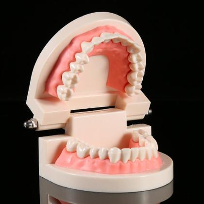 Imagem de Dentes gigantes de PVC modelo dentário para ensinar estudantes de dentista
