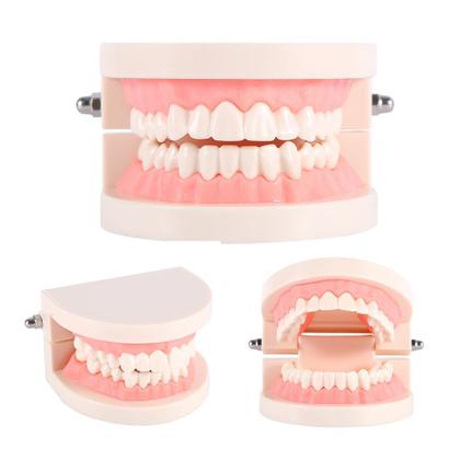 Imagem de Dentes gigantes de PVC modelo dentário para ensinar estudantes de dentista