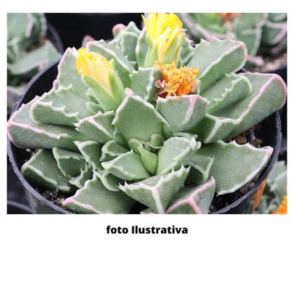 Imagem de Echeveria Faucaria Bosscheana Planta Top Coleção Saudável