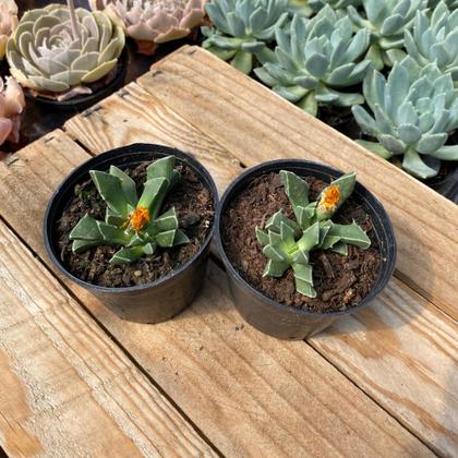 Imagem de Echeveria Faucaria Bosscheana Planta Top Coleção Saudável