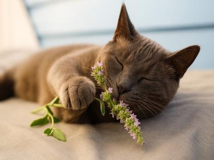 Imagem de Erva Do Gato Catnip UzeCat 3g Produto 100% Natural