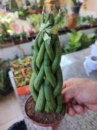 Imagem de Espada De São Jorge Trançada Planta Exótica E Linda Branco