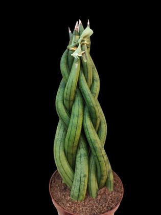 Imagem de Espada De São Jorge Trançada Planta Exótica E Linda Branco